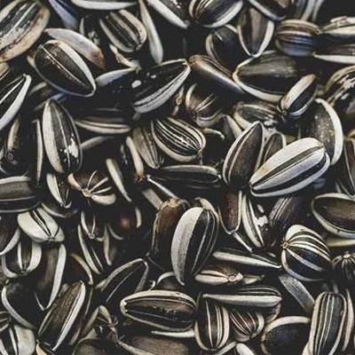 Sunflower seeds manufacturers